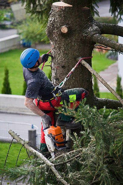 Best Firewood Processing and Delivery  in Bermuda Dunes, CA